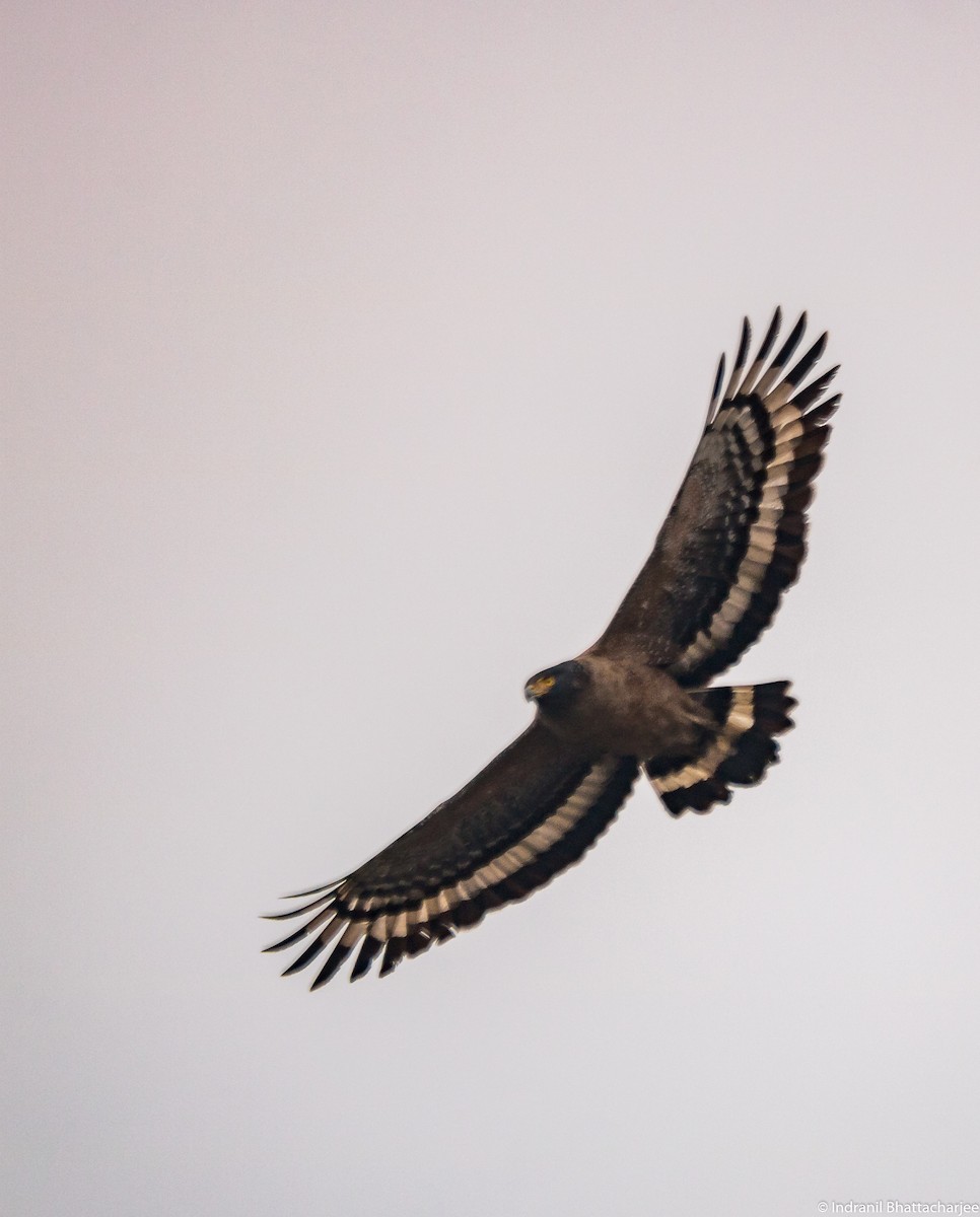 Crested Serpent-Eagle - ML82307631