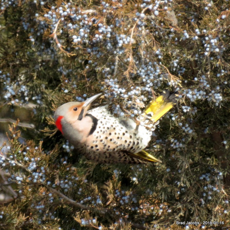 Northern Flicker (Yellow-shafted) - ML82309051
