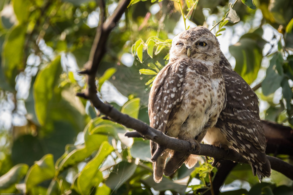 Spotted Owlet - ML82309411