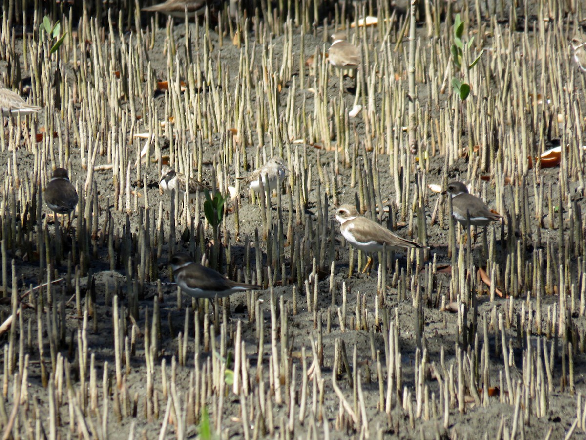 Semipalmated Plover - ML82310901