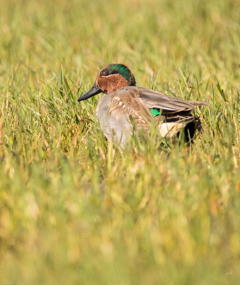 Green-winged Teal - ML82311141