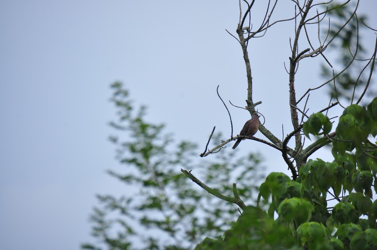 Spotted Dove - ML82311271