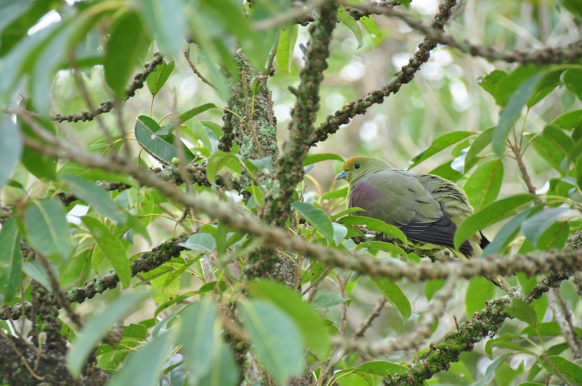 Whistling Green-Pigeon (Taiwan) - ML82311671