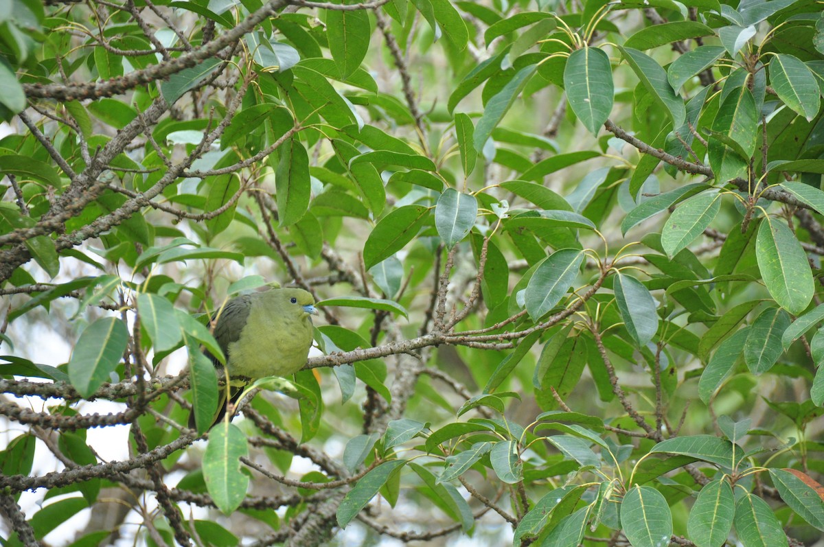 Whistling Green-Pigeon (Taiwan) - ML82311731