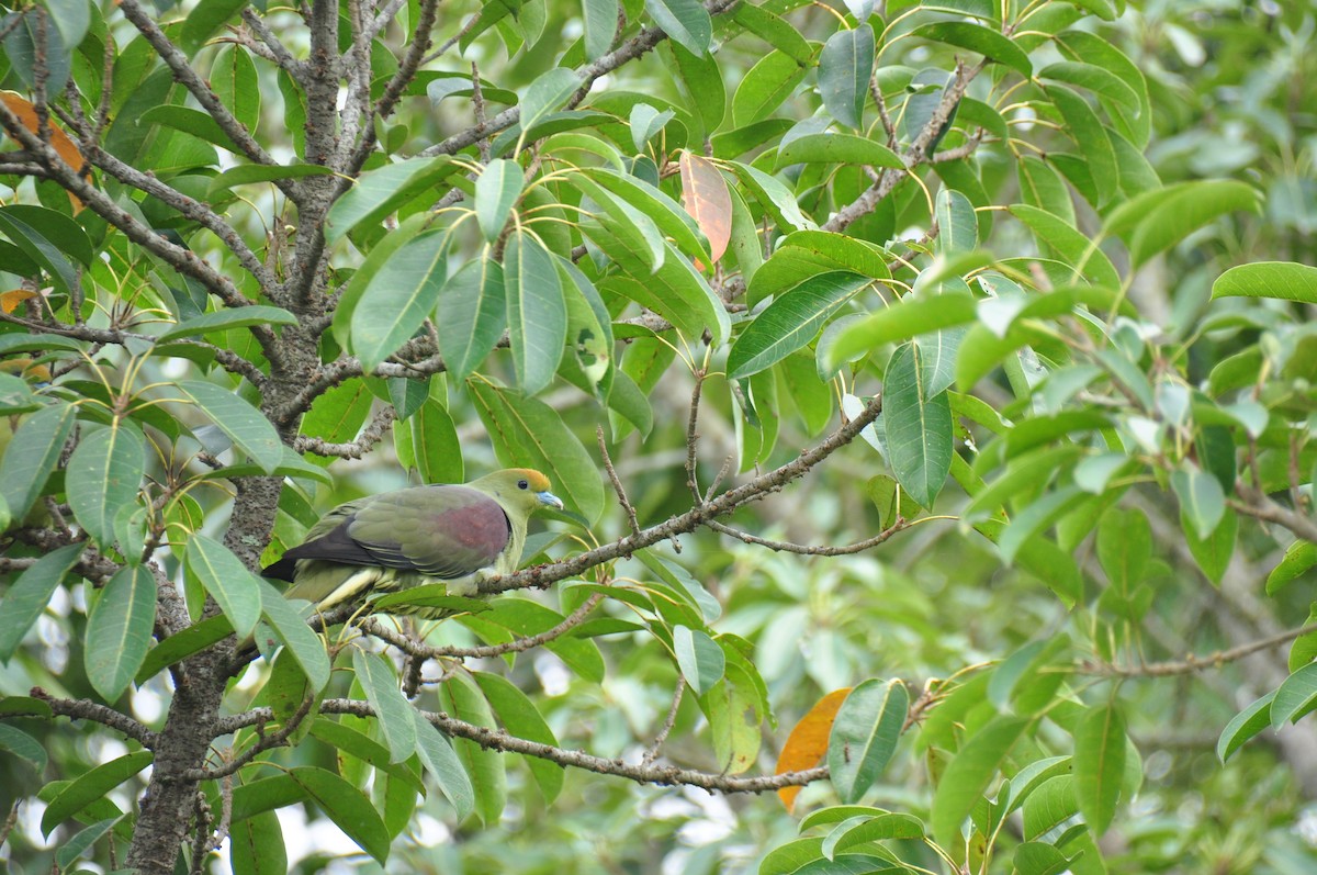 Whistling Green-Pigeon (Taiwan) - ML82311841