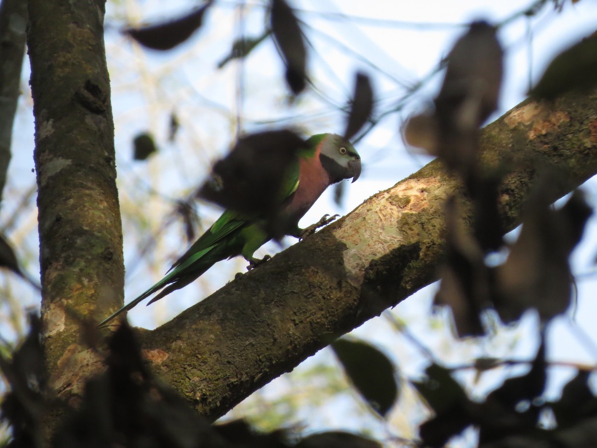 Red-breasted Parakeet - ML82312981