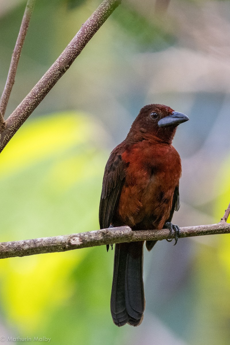 Silver-beaked Tanager - ML82313771