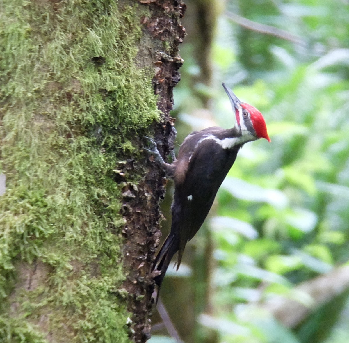 Pileated Woodpecker - Richard Smethurst