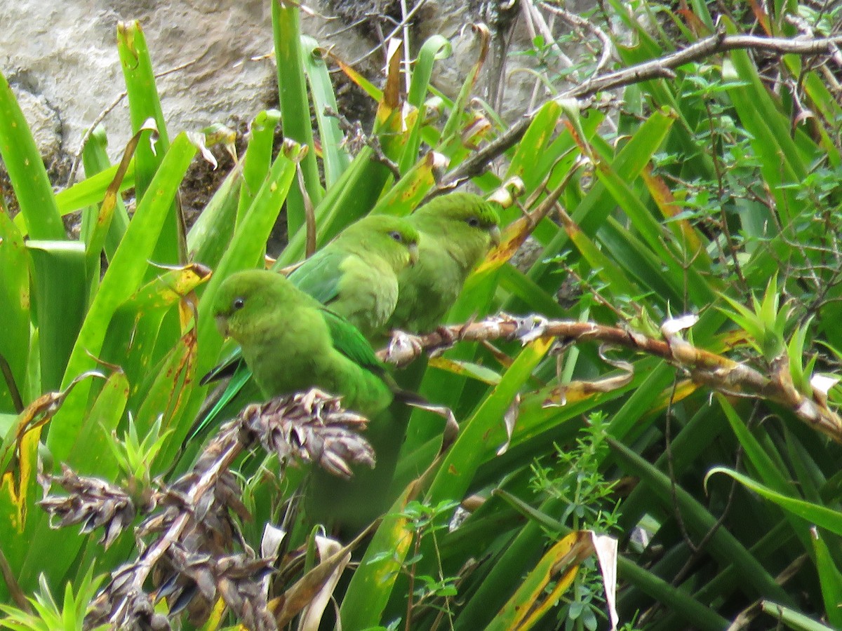 Andean Parakeet - Manuel Roncal Inca Finch