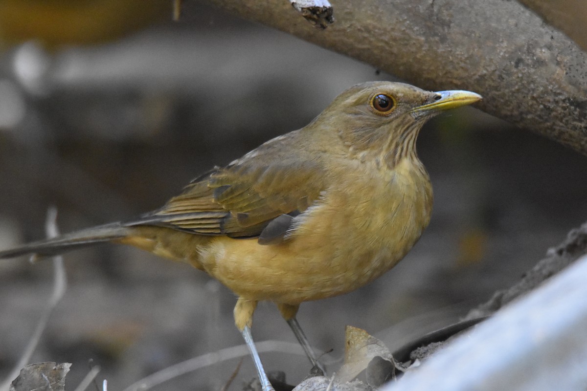 Clay-colored Thrush - Michael Schall