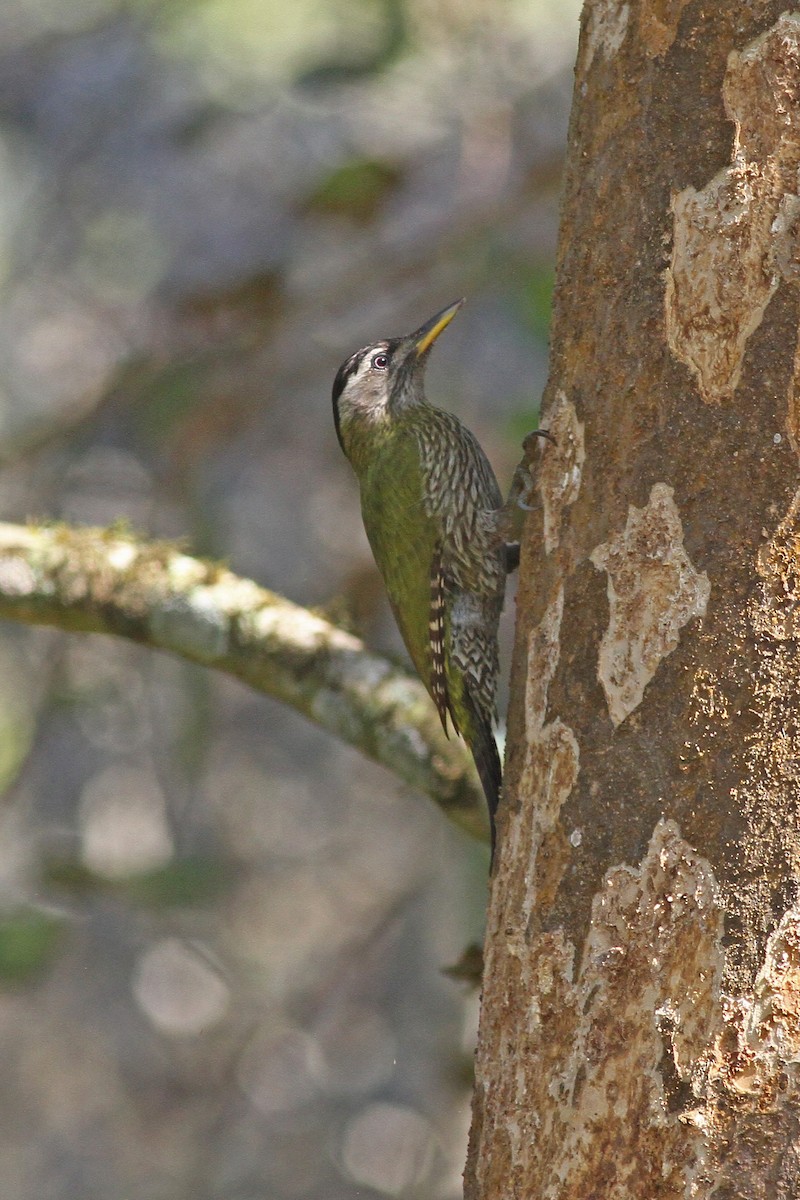 Streak-throated Woodpecker - ML82318791