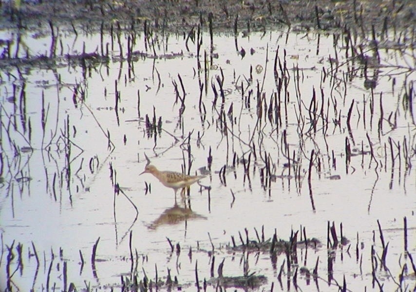 Buff-breasted Sandpiper - Tommie Rogers