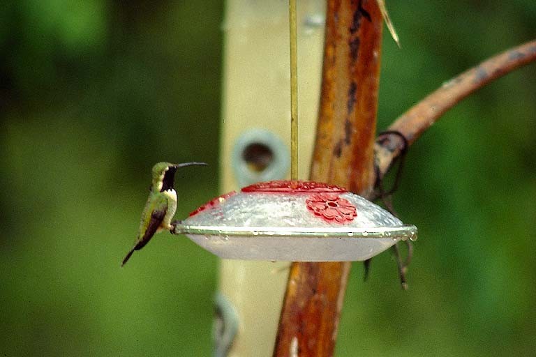 Lucifer Hummingbird - David Disher