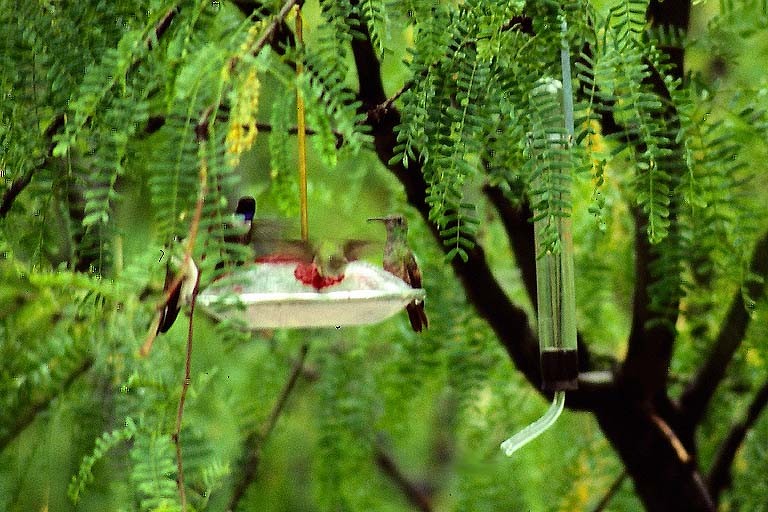 Berylline Hummingbird - David Disher