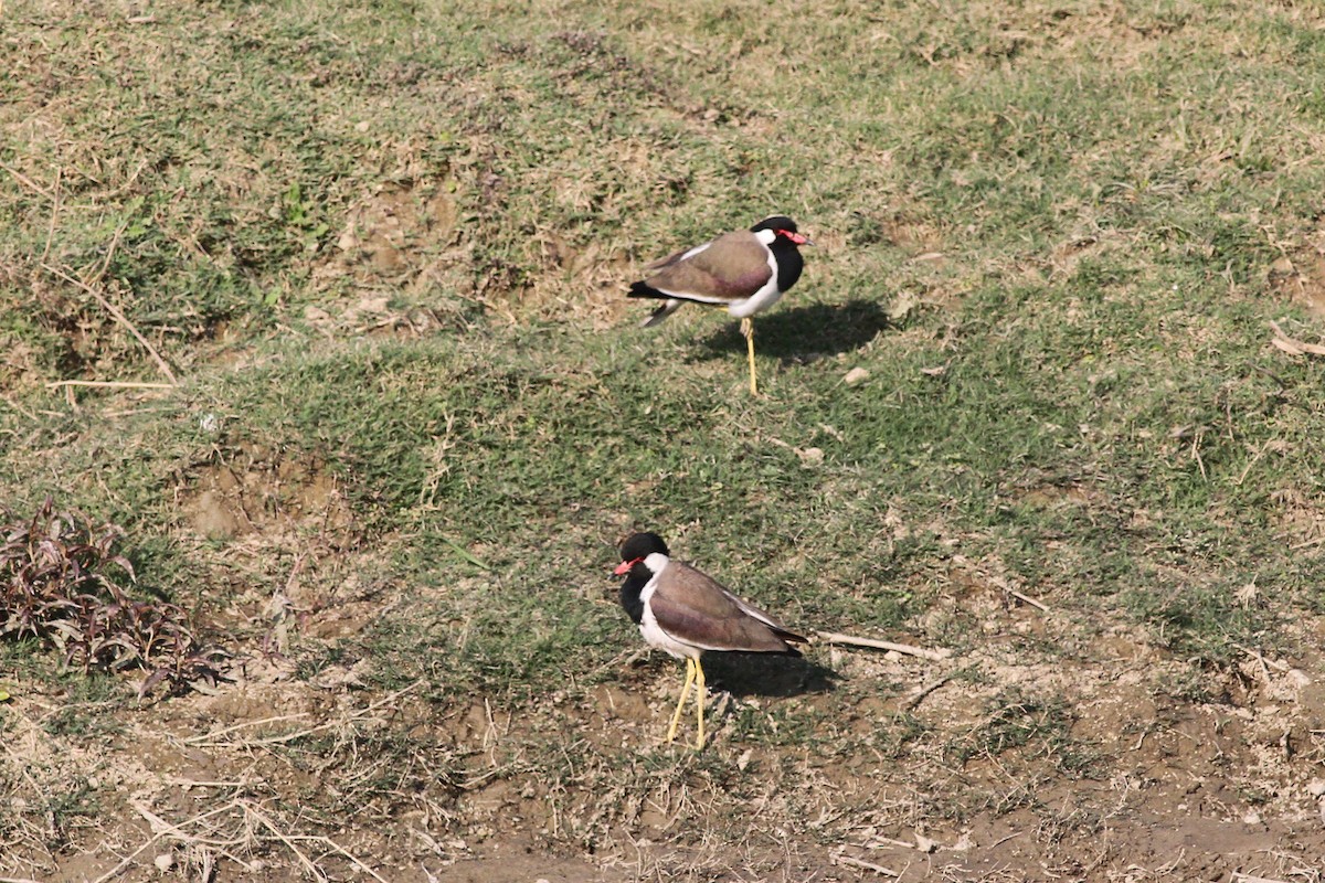 Red-wattled Lapwing - Michael McCloy