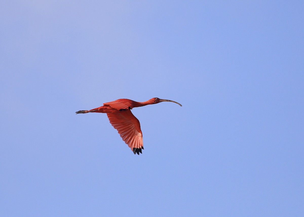 Scarlet Ibis - Alan Kneidel