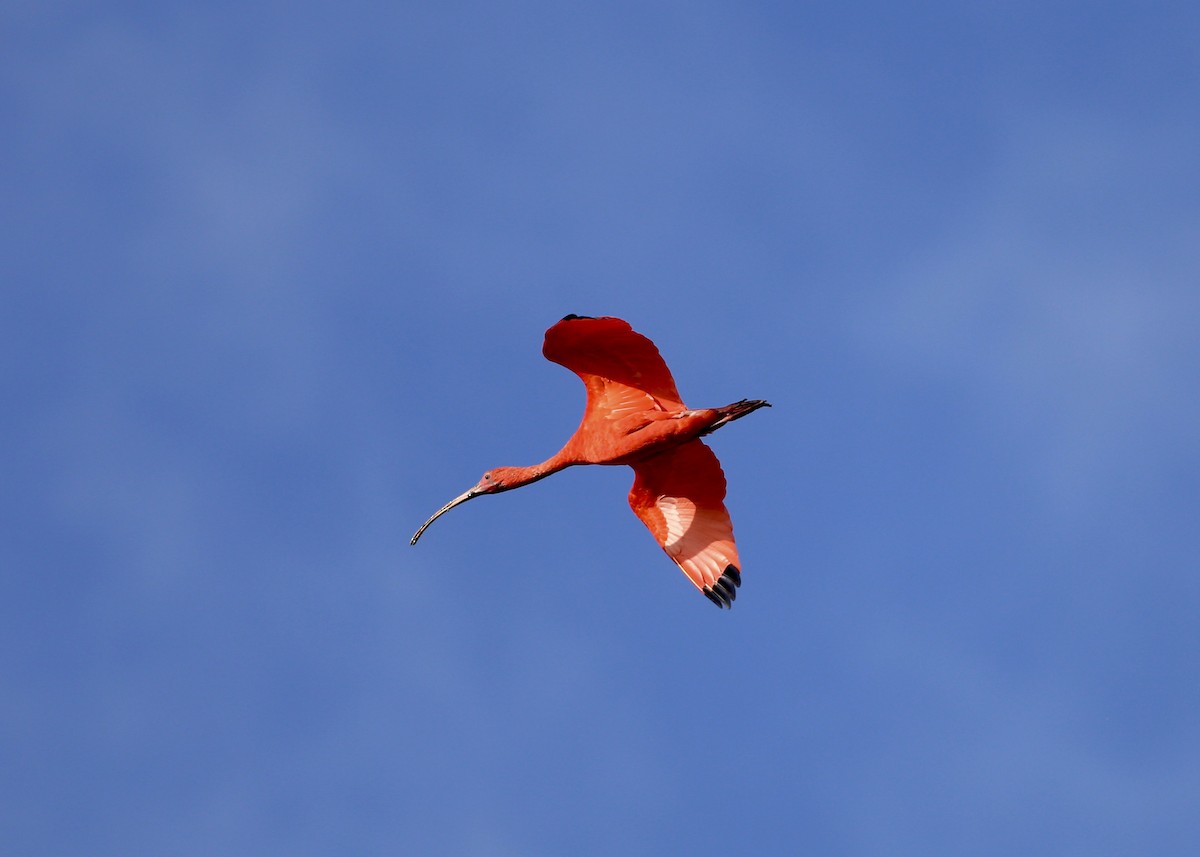 Scarlet Ibis - Alan Kneidel