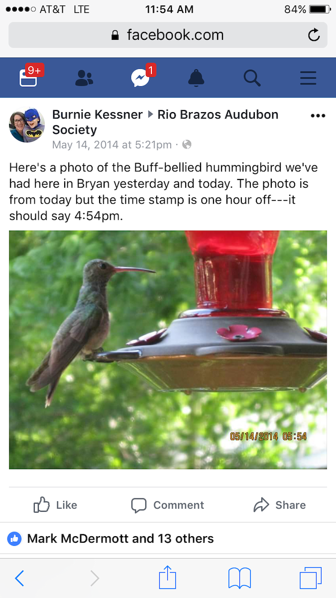 Buff-bellied Hummingbird - John hale