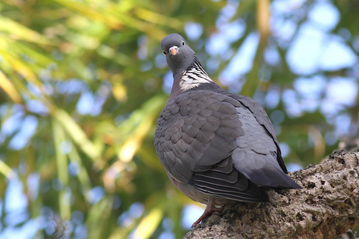 Common Wood-Pigeon (White-necked) - Benoit Maire