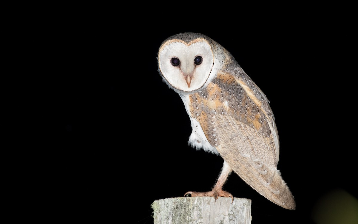 Barn Owl (Eastern) - ML82323931