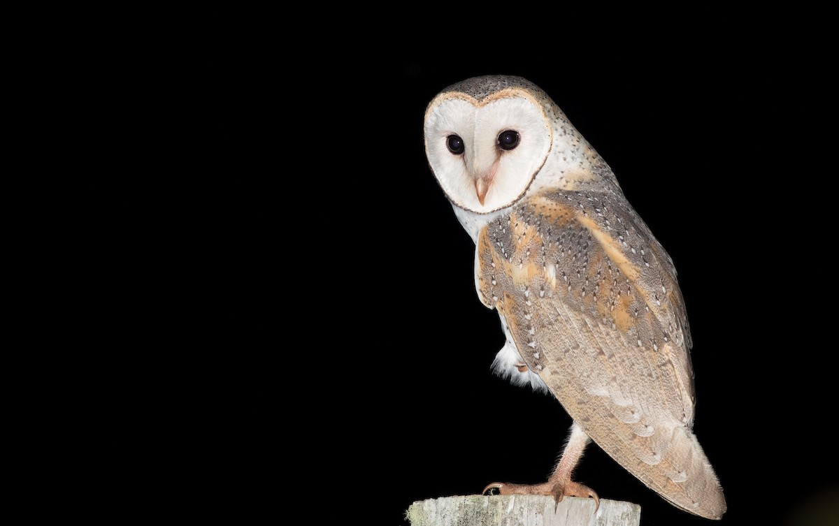 Barn Owl (Eastern) - Ian Davies