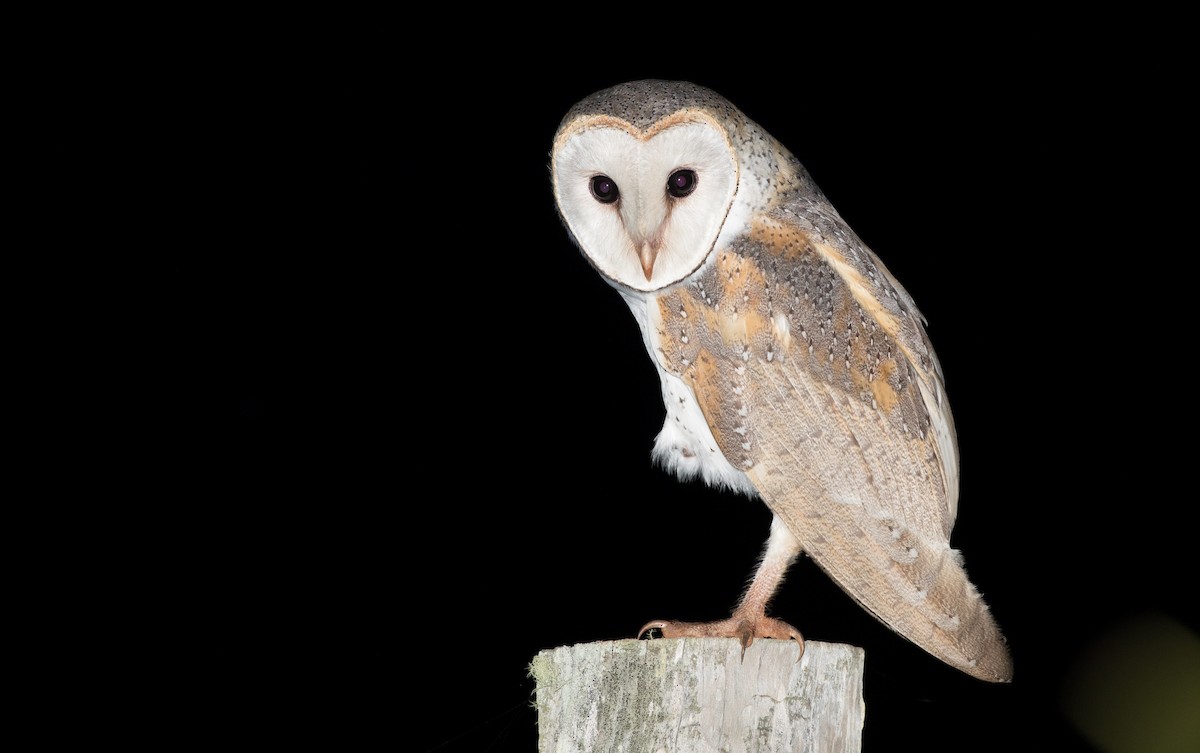 Barn Owl (Eastern) - ML82323981