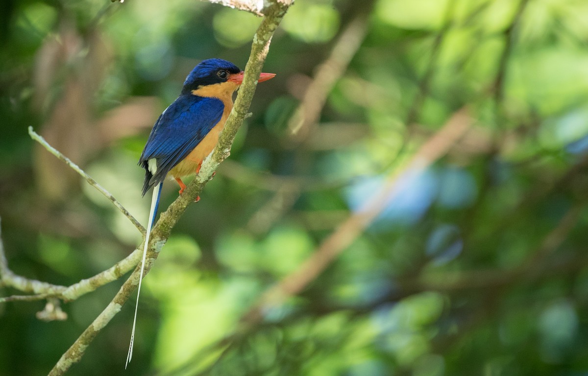 Buff-breasted Paradise-Kingfisher - Ian Davies
