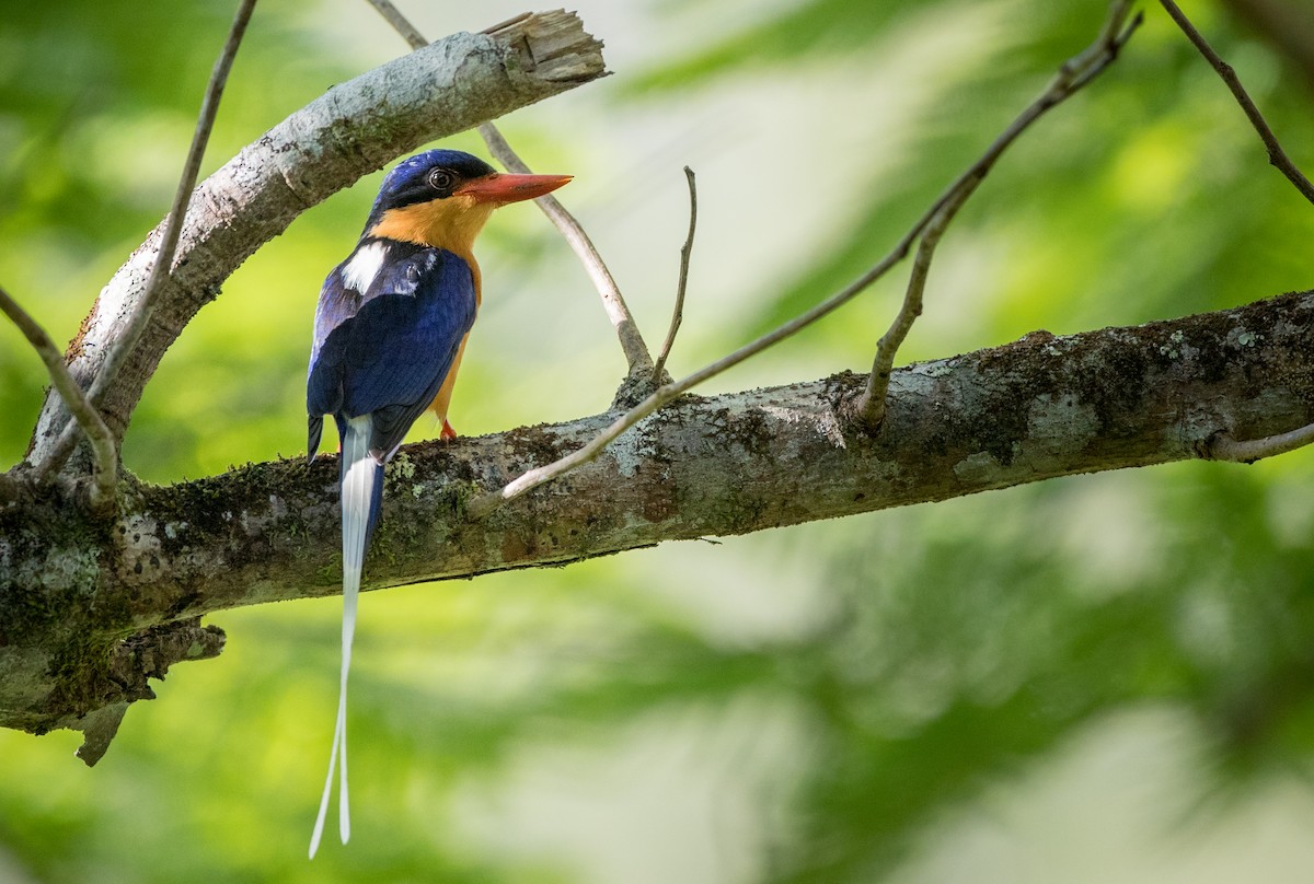 Buff-breasted Paradise-Kingfisher - Ian Davies