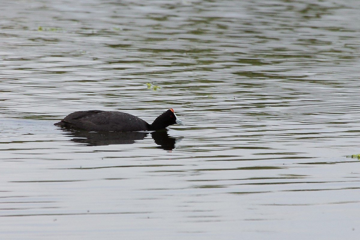 Red-knobbed Coot - ML82324141