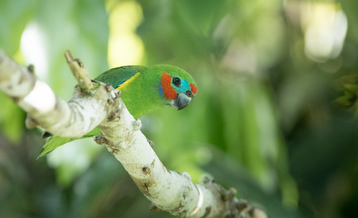 Double-eyed Fig-Parrot - Ian Davies