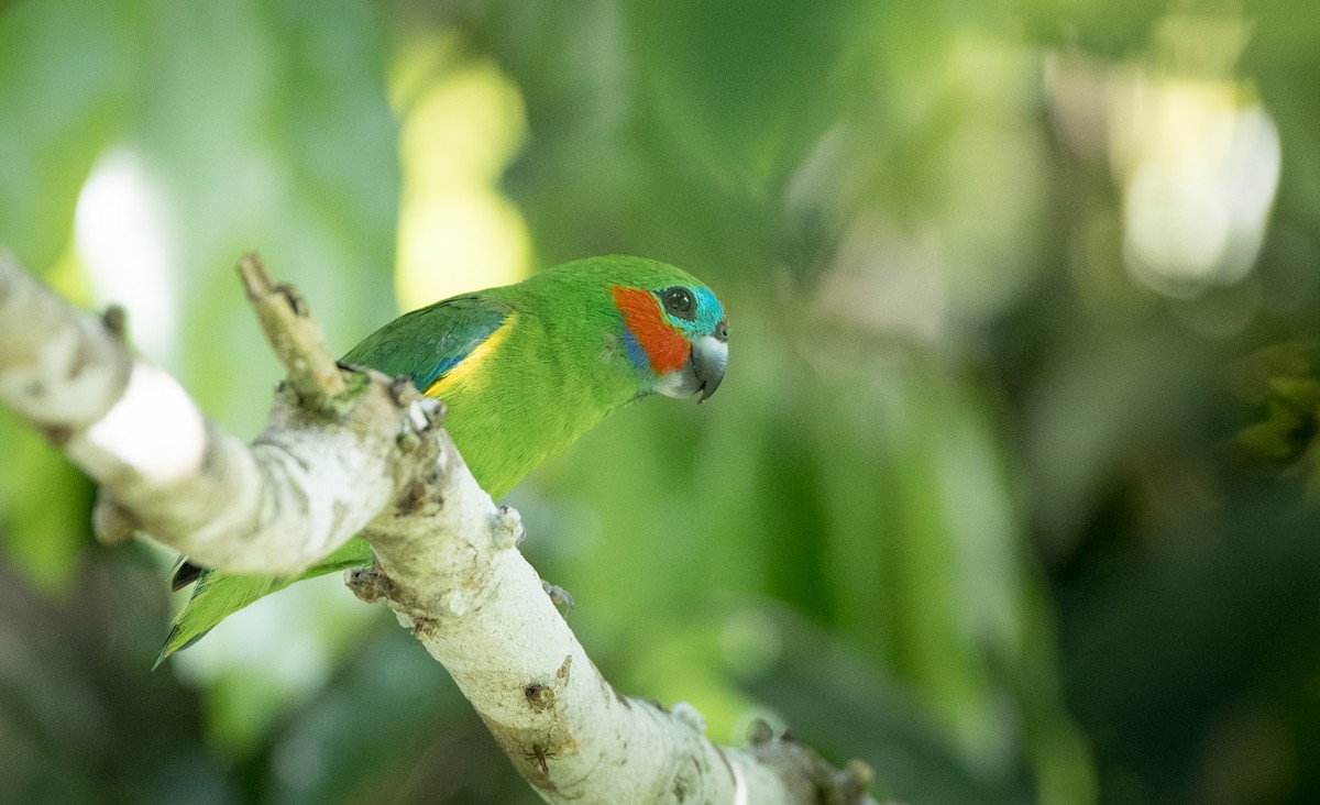Double-eyed Fig-Parrot - ML82324161