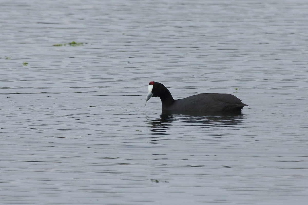 Red-knobbed Coot - ML82324171