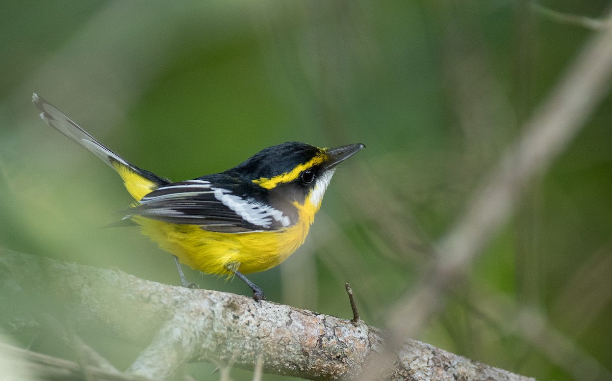 Yellow-breasted Boatbill - ML82324191