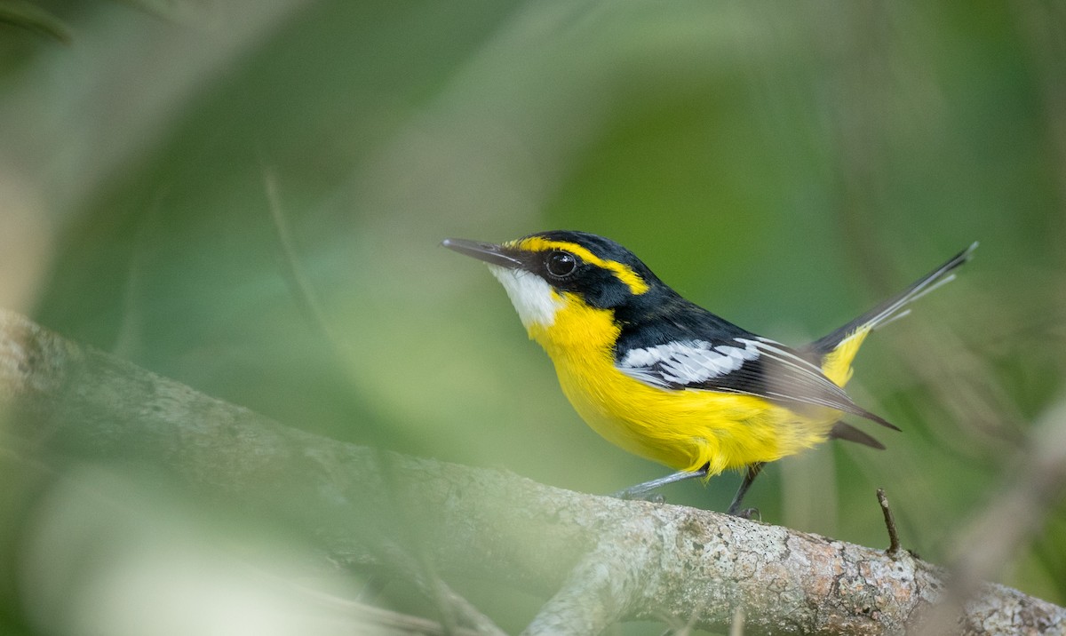 Yellow-breasted Boatbill - ML82324201