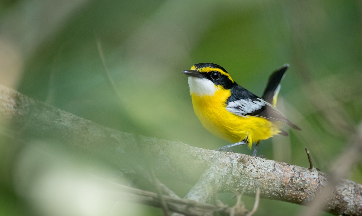 Yellow-breasted Boatbill - ML82324221