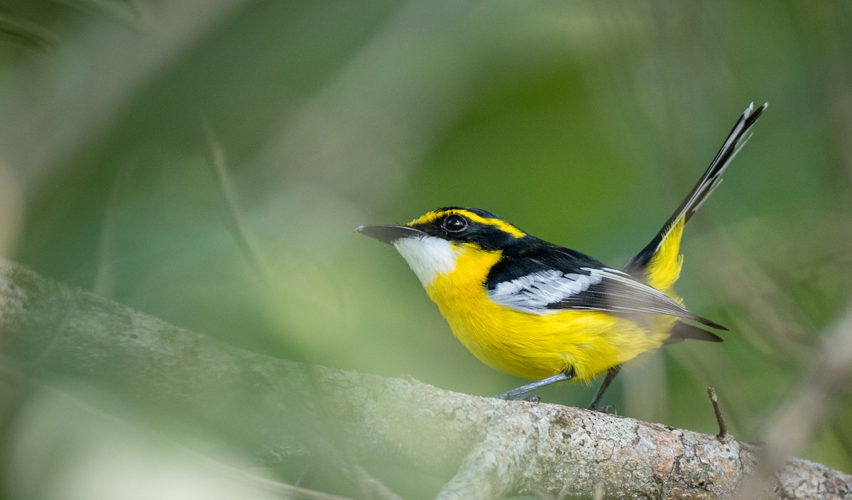 Yellow-breasted Boatbill - ML82324231