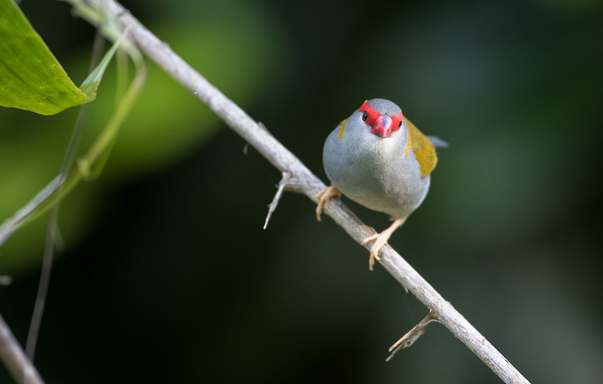 Red-browed Firetail - ML82324271