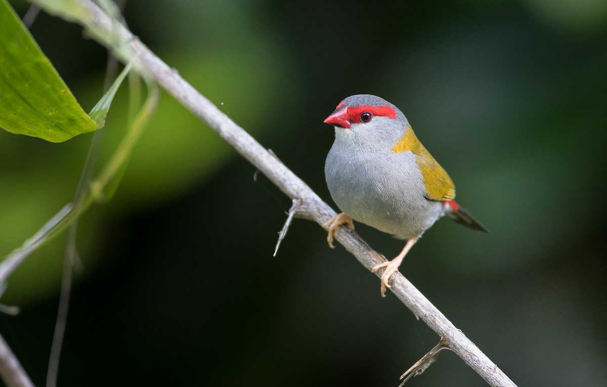 Red-browed Firetail - ML82324281