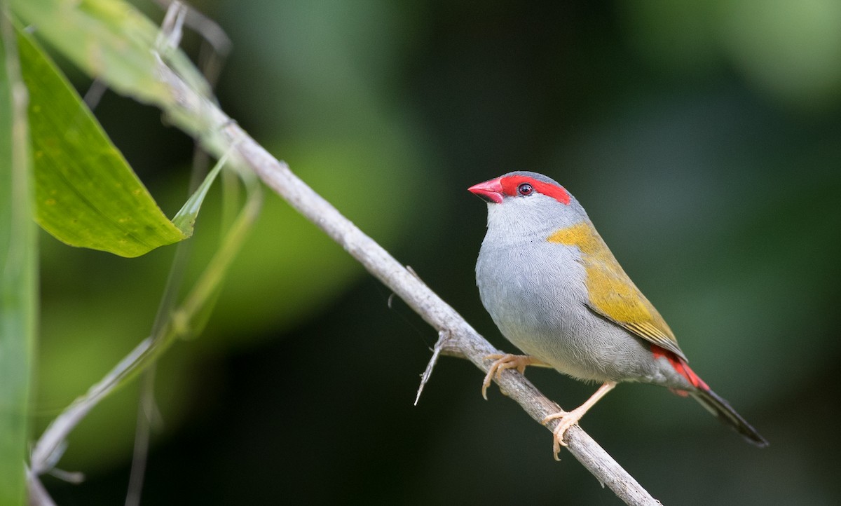 Red-browed Firetail - ML82324291