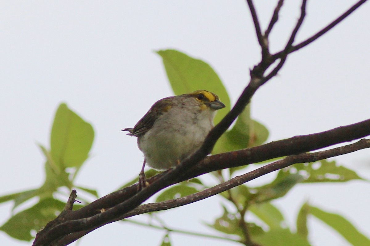 Yellow-browed Sparrow - ML82325251