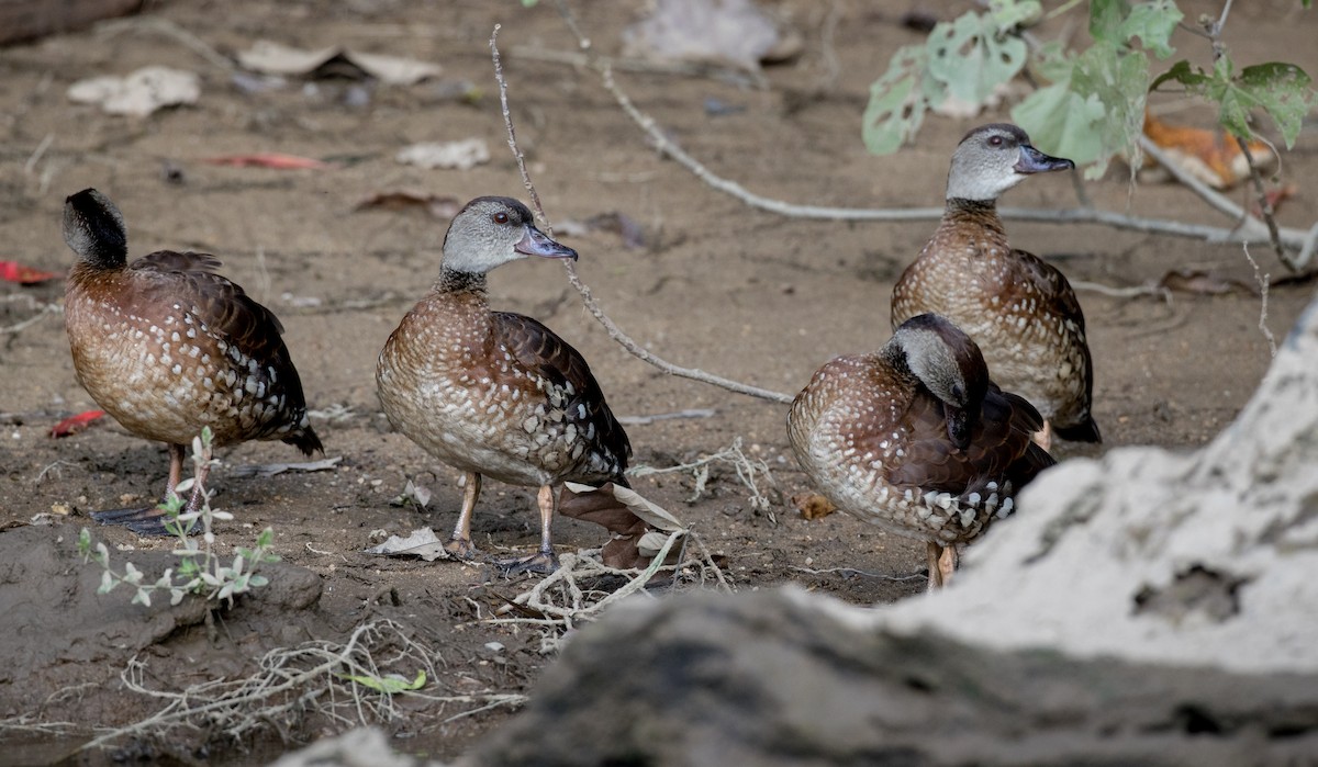 Spotted Whistling-Duck - ML82325341