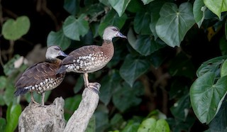 Spotted Whistling-Duck, ML82325401