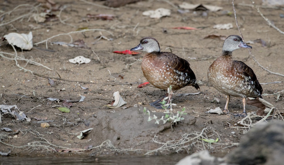 Spotted Whistling-Duck - ML82325431