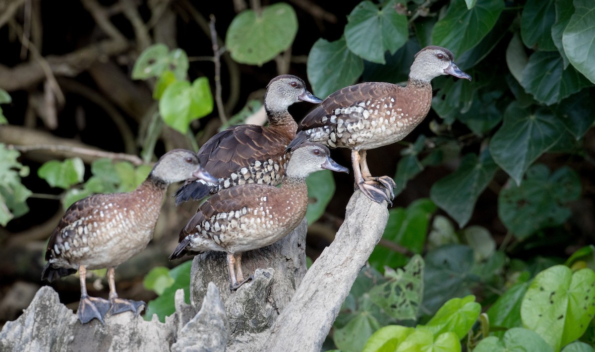 Spotted Whistling-Duck - ML82325451