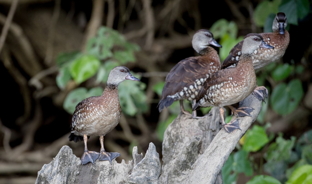 Spotted Whistling-Duck - ML82325461