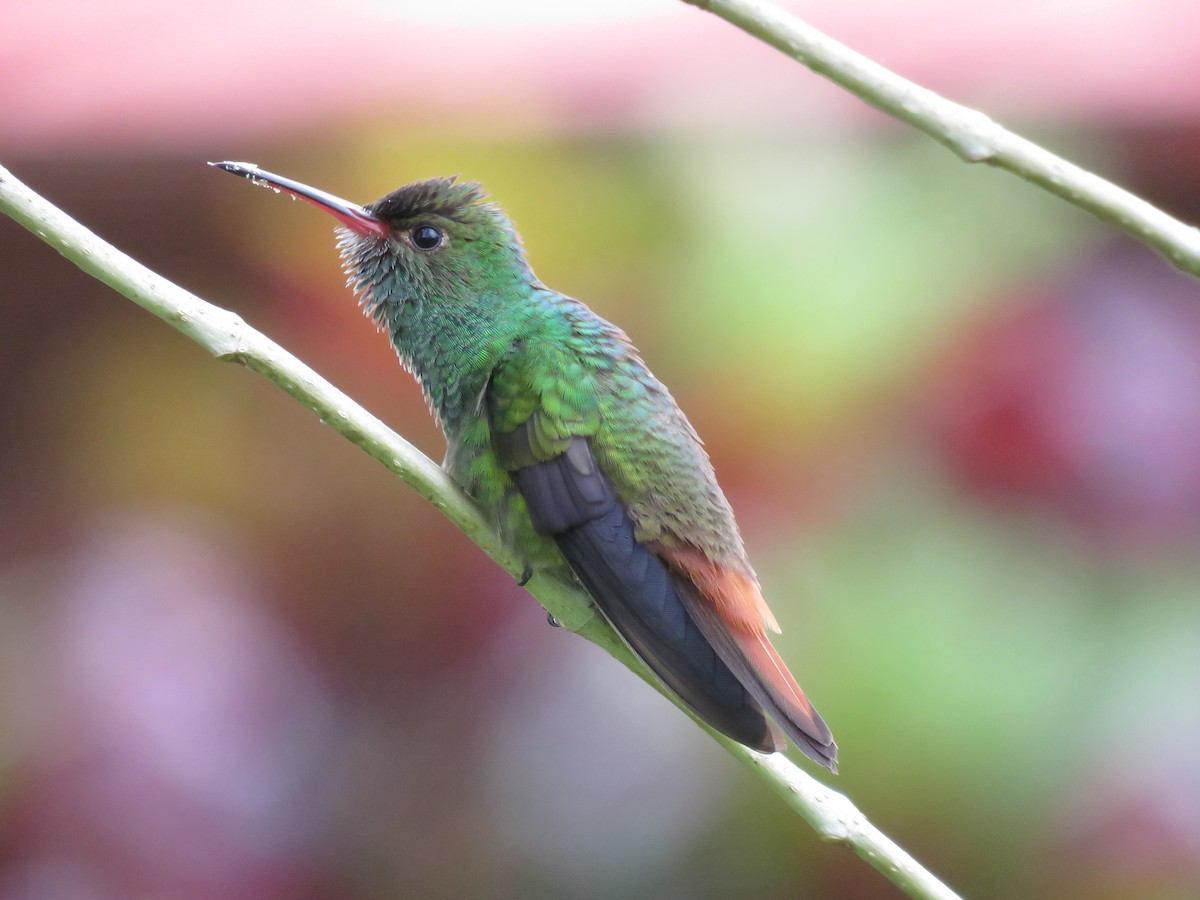 Rufous-tailed Hummingbird - Mark Goodwin