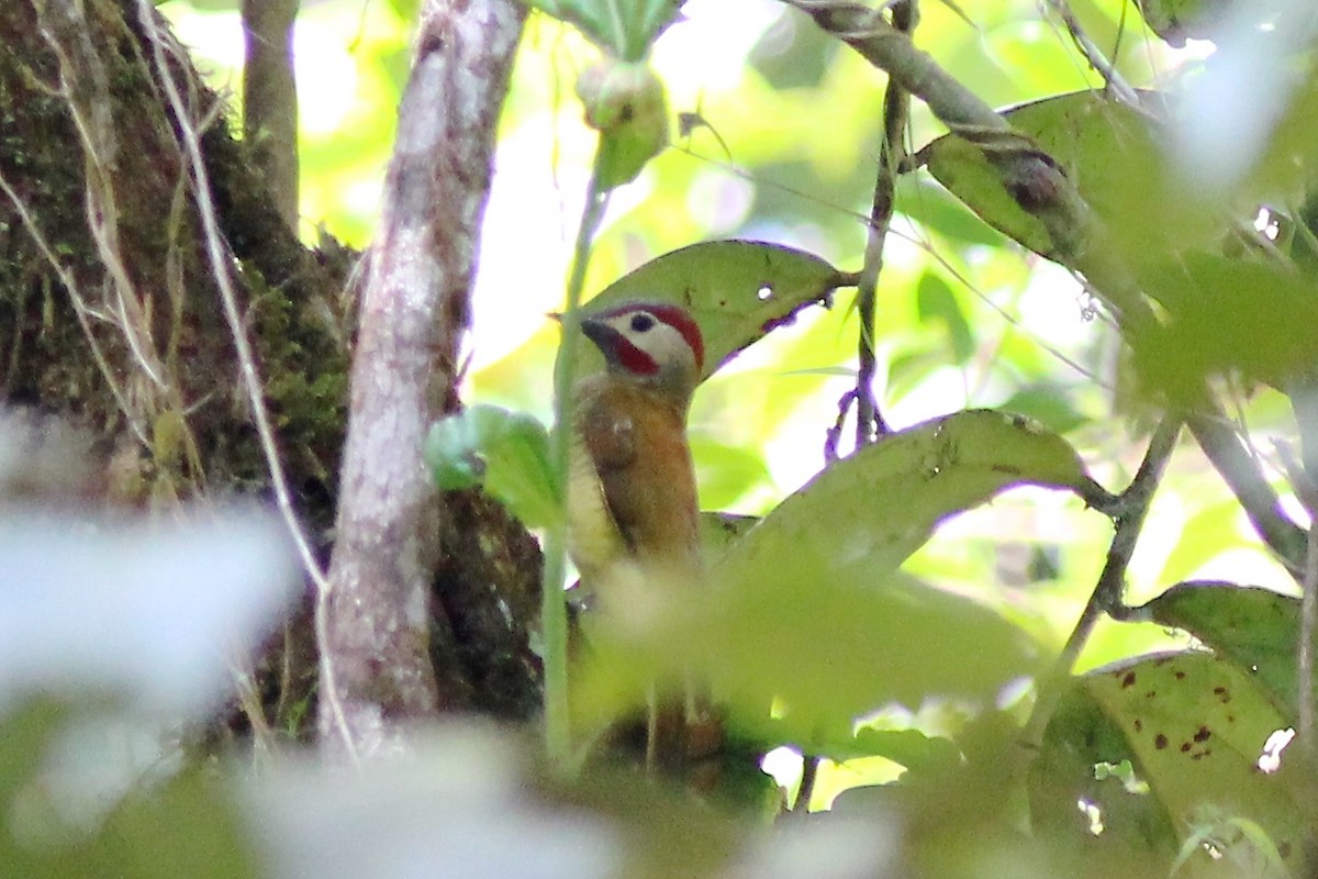 Spot-breasted Woodpecker - ML82325741