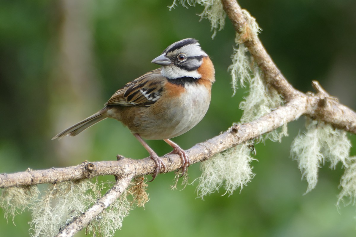 Rufous-collared Sparrow - ML82327221