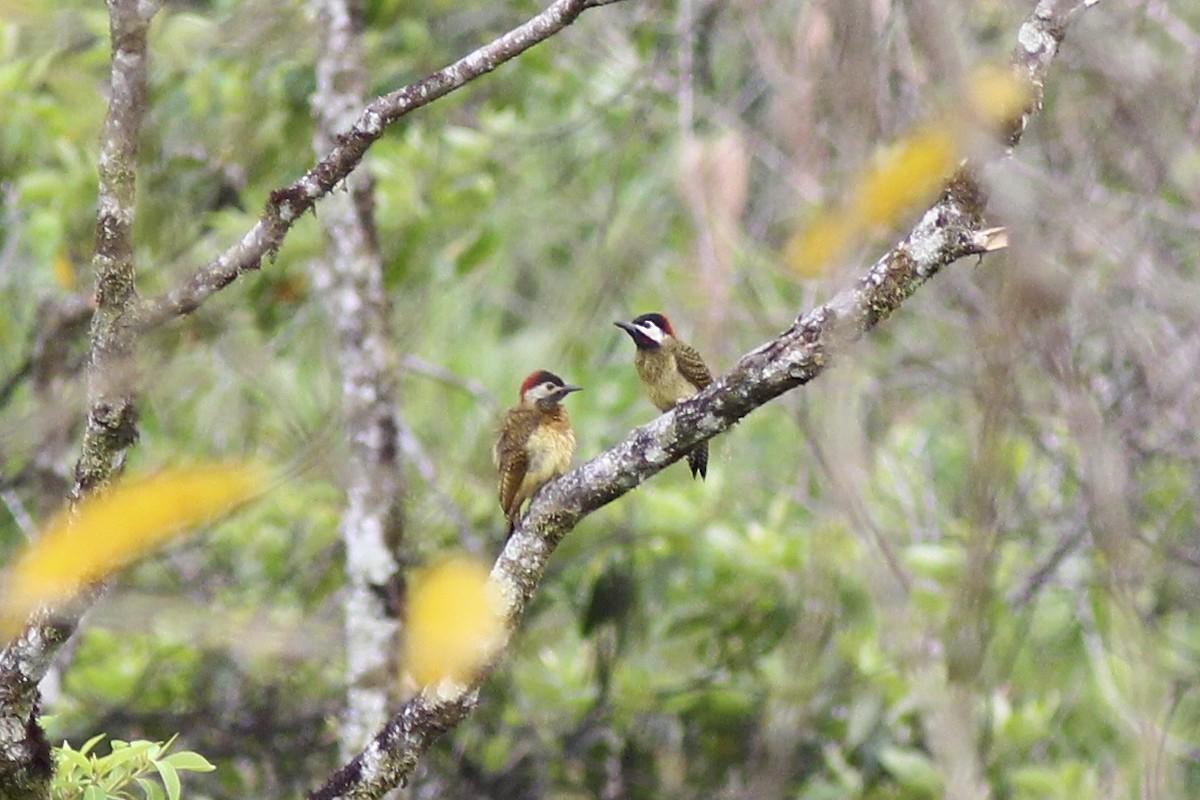 Spot-breasted Woodpecker - ML82329071