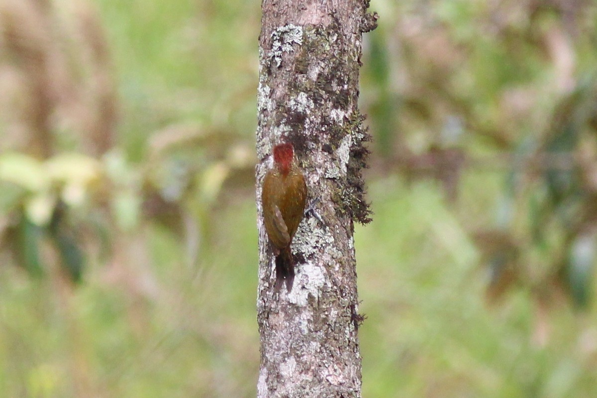 Little Woodpecker - ML82329411